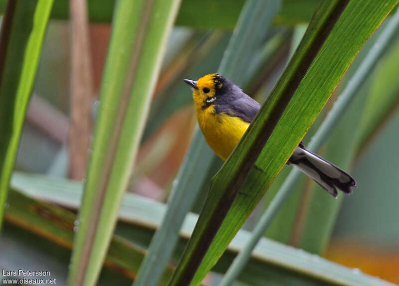 Golden-fronted Whitestartadult, habitat, pigmentation