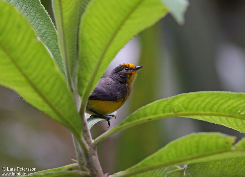 Golden-fronted Whitestart