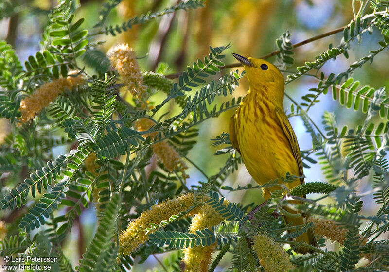 American Yellow Warbleradult, habitat, pigmentation