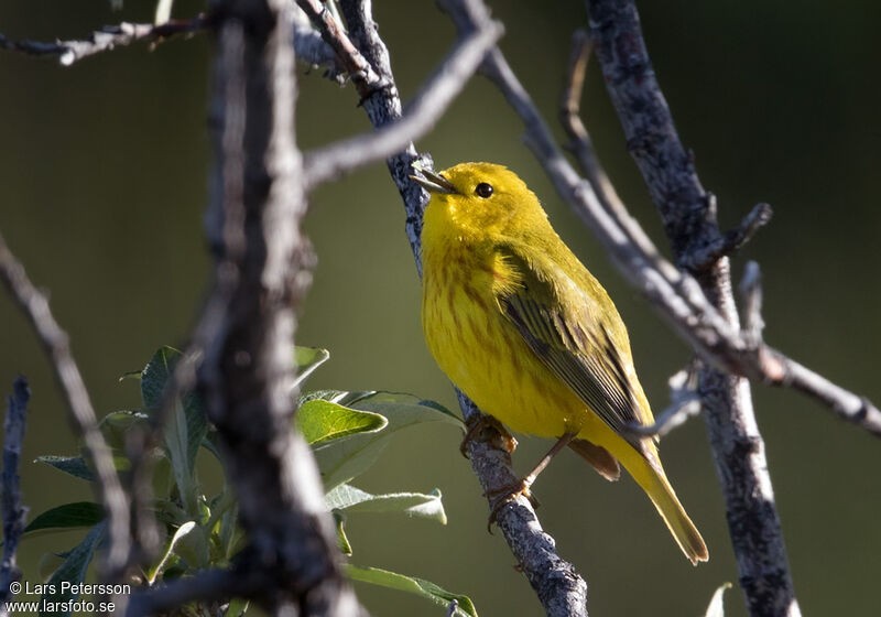 Paruline jaune