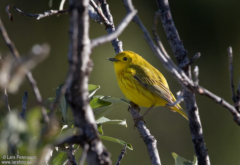 American Yellow Warbler