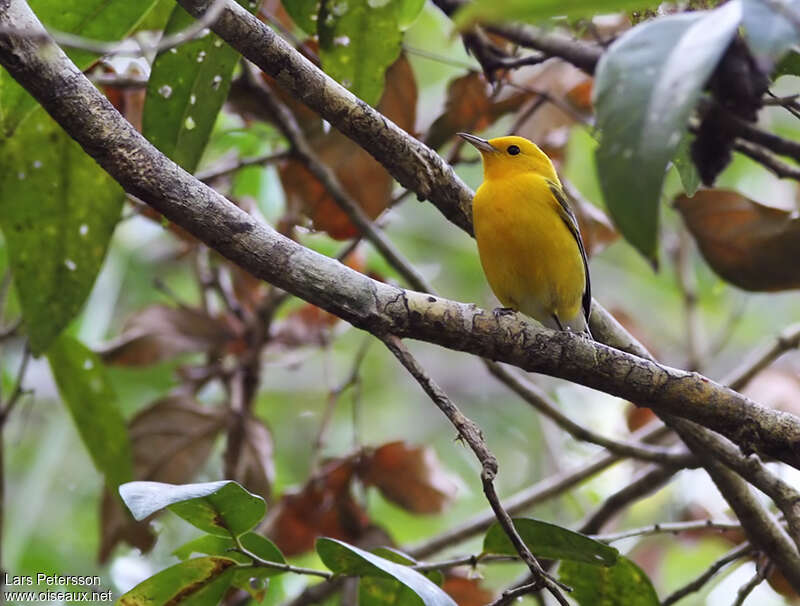 Paruline orangée mâle adulte, habitat