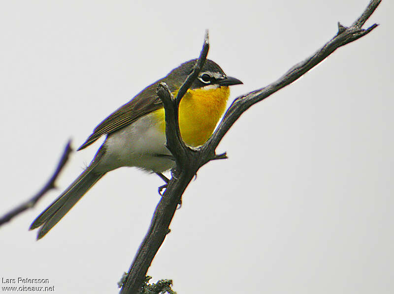 Paruline polyglotteadulte, identification