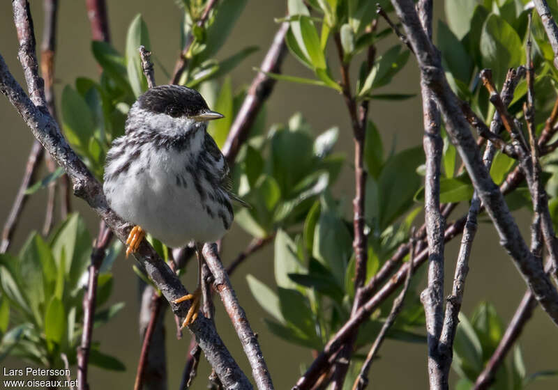 Blackpoll Warbler male adult breeding, close-up portrait