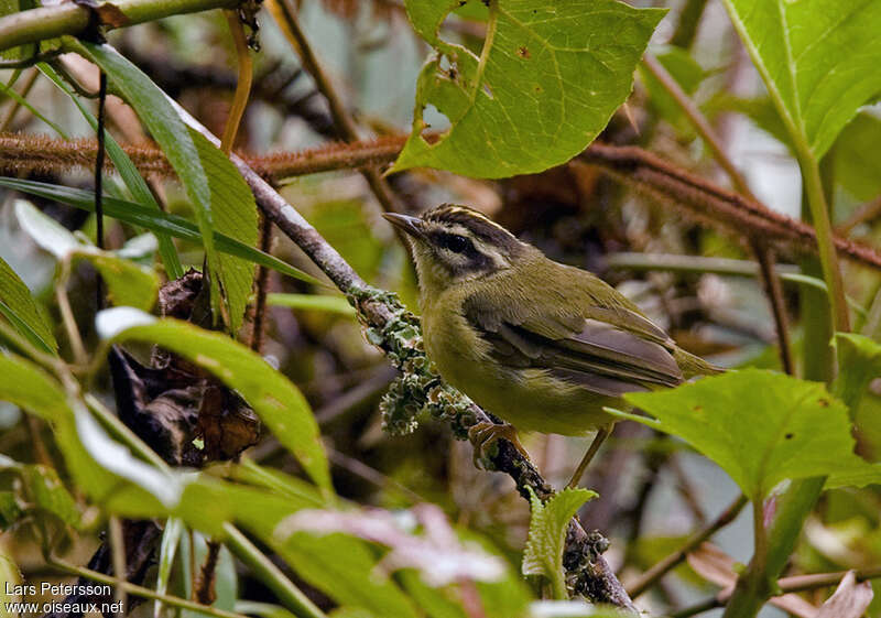 Paruline triligneadulte