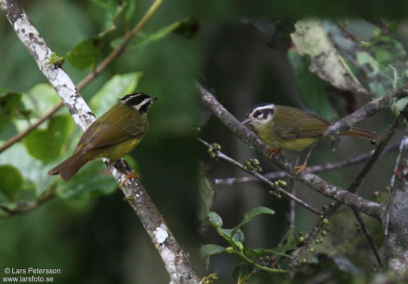 Three-striped Warbler