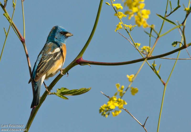 Passerin azuré mâle adulte, habitat, pigmentation