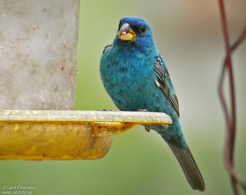 Indigo Bunting