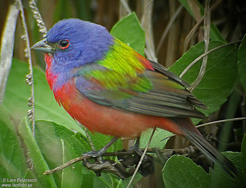 Passerin nonpareil