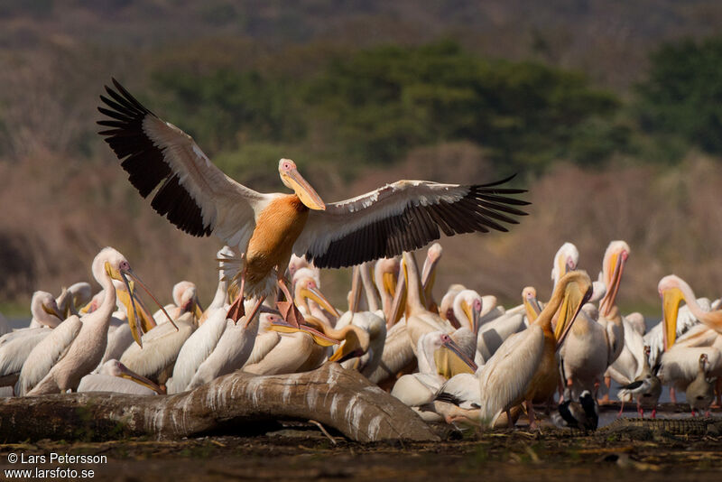 Great White Pelican