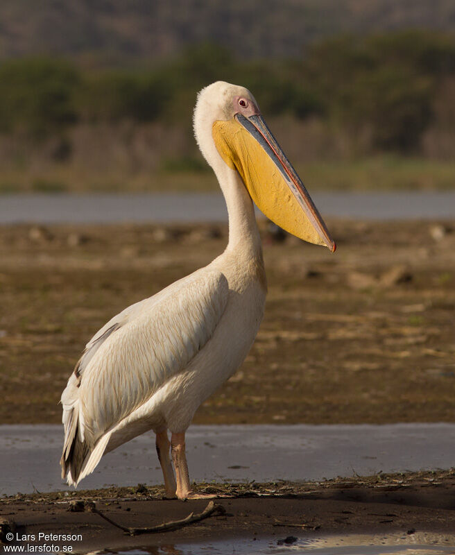 Pélican blanc