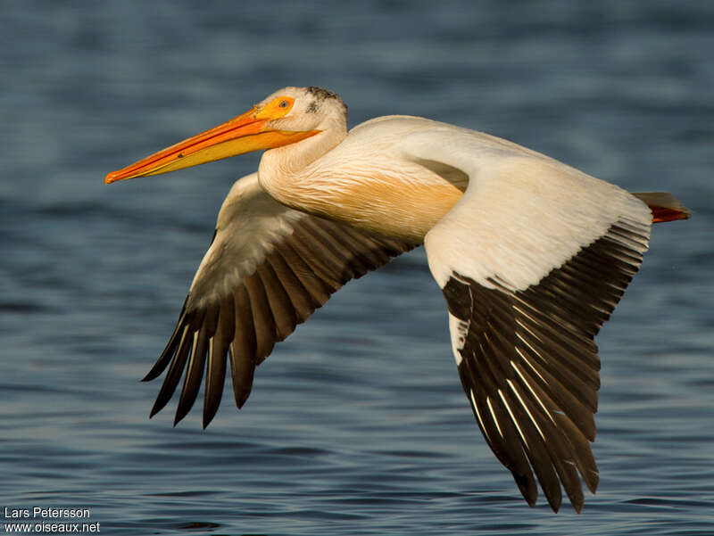 American White Pelicanadult, pigmentation, Flight