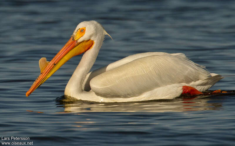 American White Pelicanadult, close-up portrait