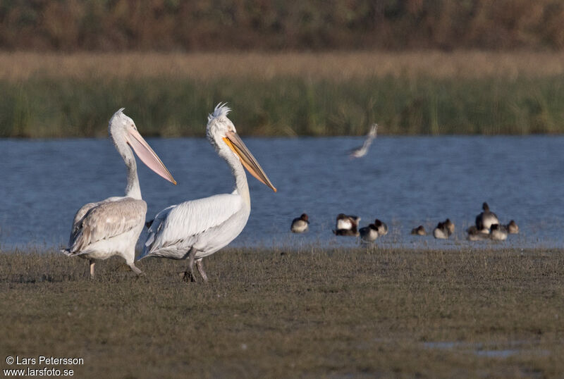 Dalmatian Pelican