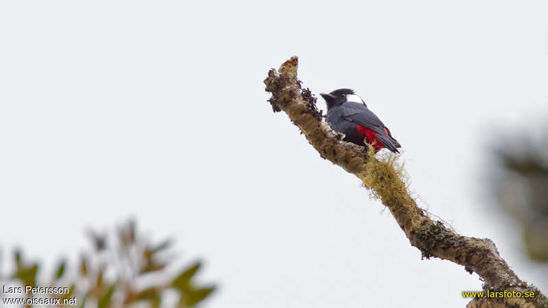 Peltopse des montagnesadulte, identification