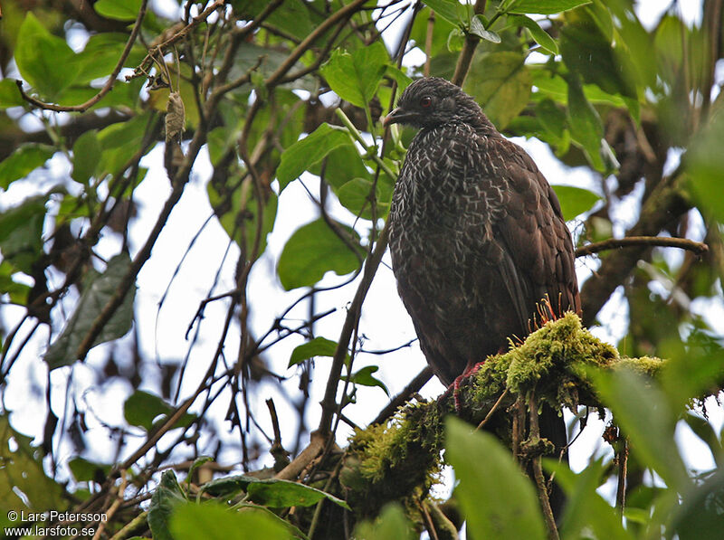 Andean Guan