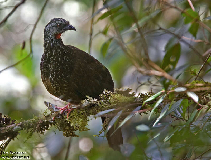 Andean Guanadult, habitat, pigmentation