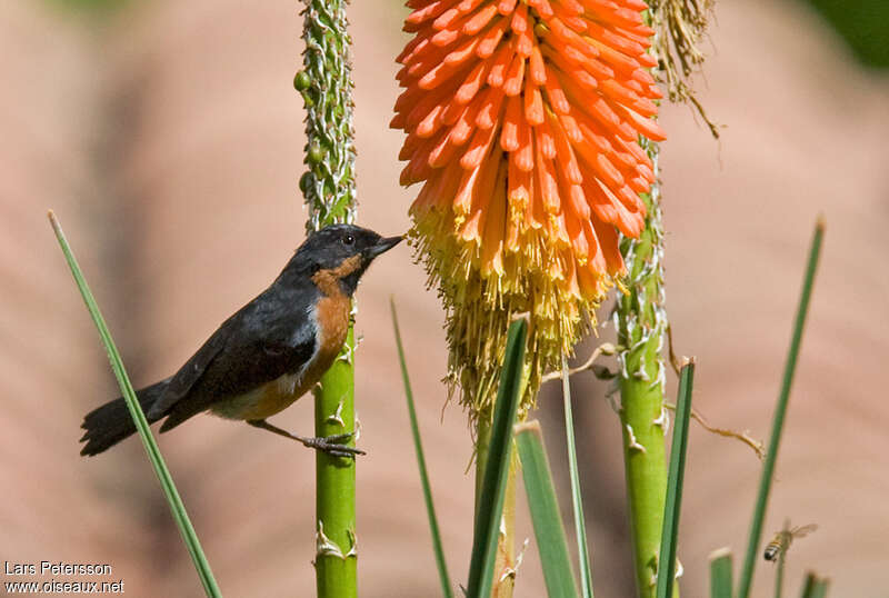 Black-throated Flowerpierceradult, identification