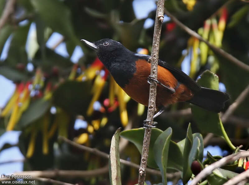 Chestnut-bellied Flowerpierceradult