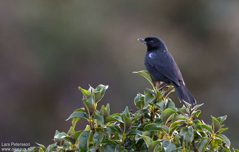 Glossy Flowerpierceradult, identification