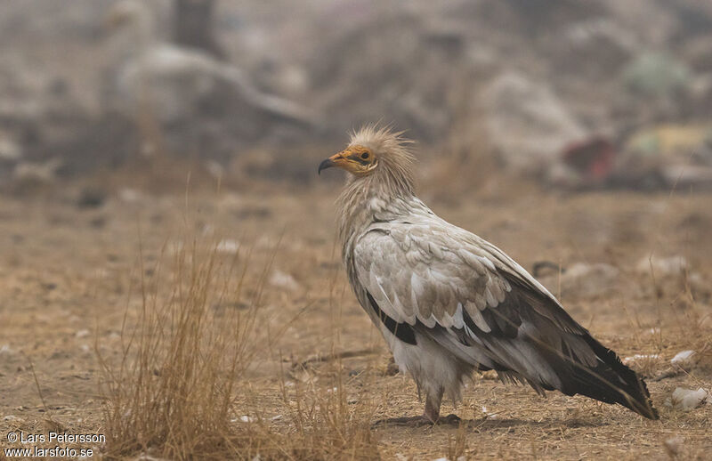 Egyptian Vulture