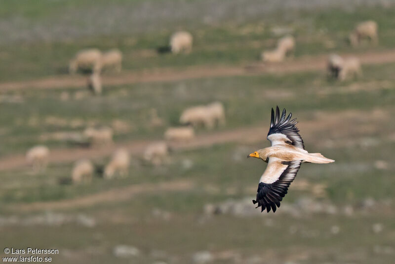 Egyptian Vulture