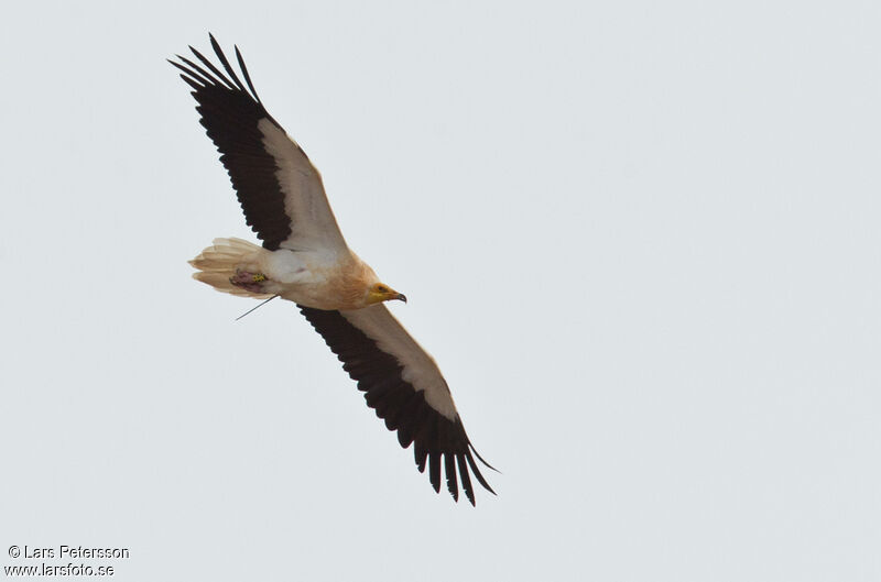 Egyptian Vulture