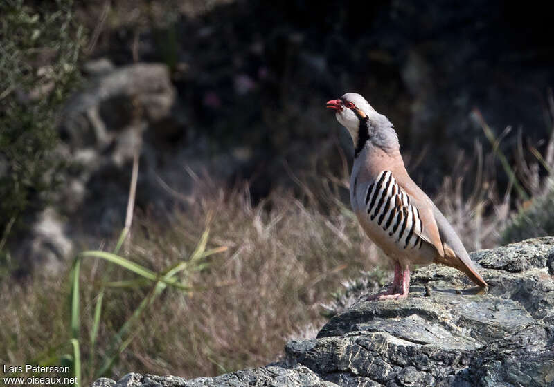 Chukar Partridge, pigmentation, song