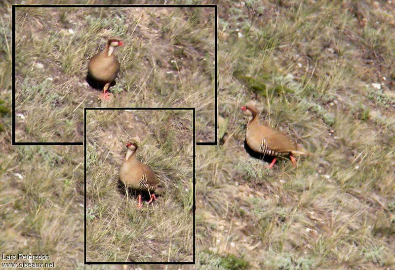 Przevalski's Partridge