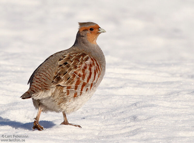 Grey Partridge