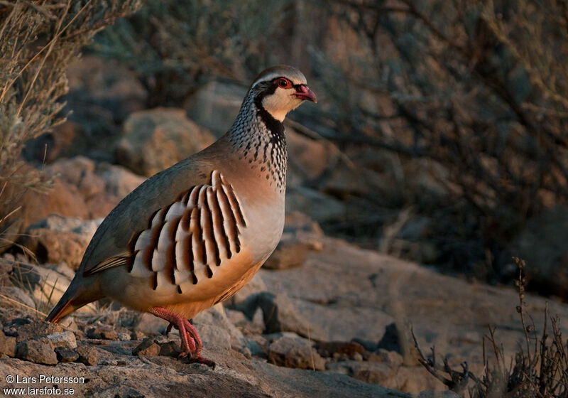 Red-legged Partridge