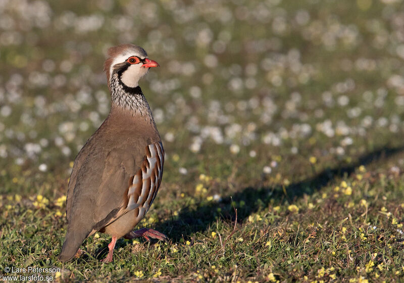 Red-legged Partridge