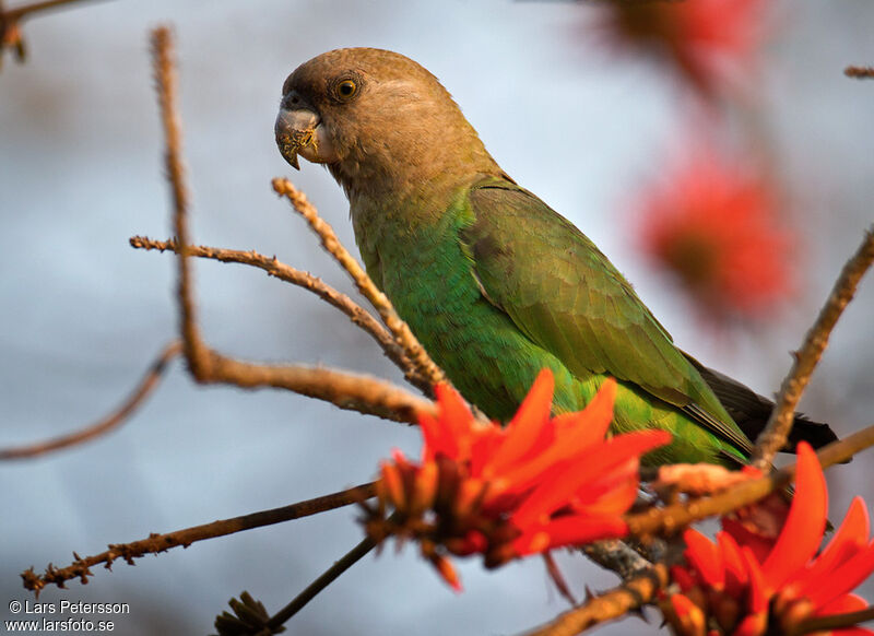 Brown-headed Parrot