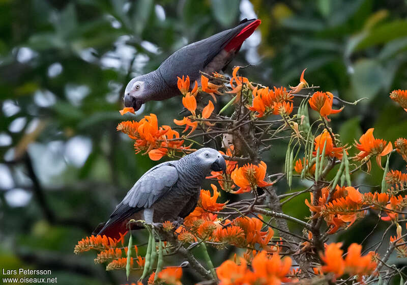 Timneh Parrotadult, identification