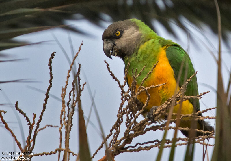 Senegal Parrot