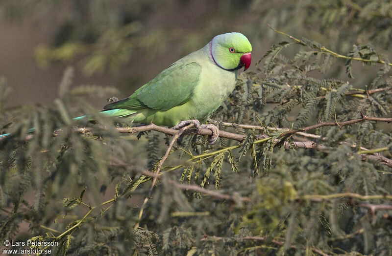 Rose-ringed Parakeet