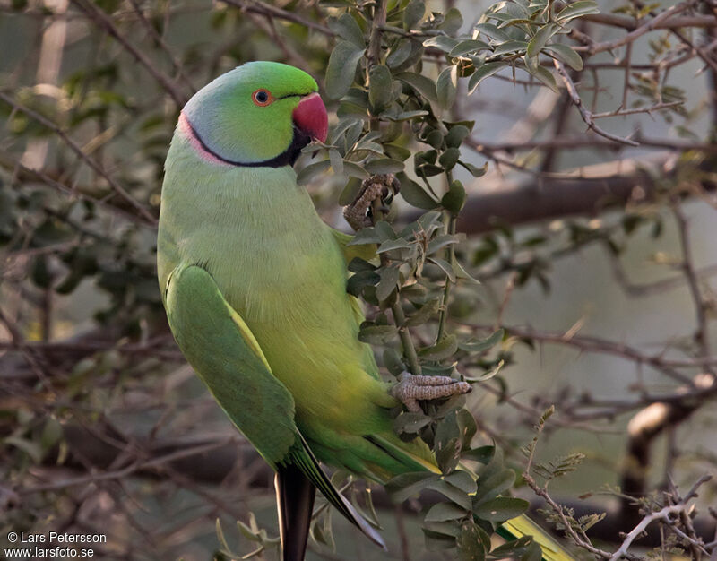 Rose-ringed Parakeet