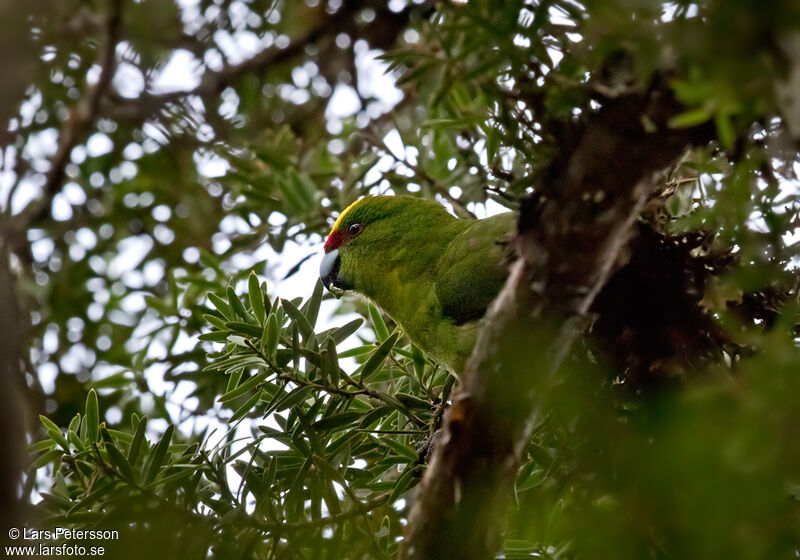 Yellow-crowned Parakeet