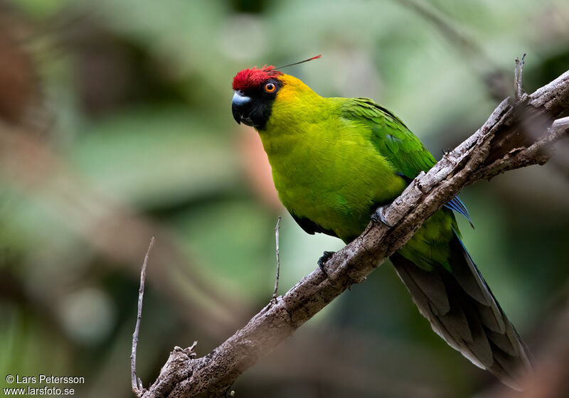 Horned Parakeet