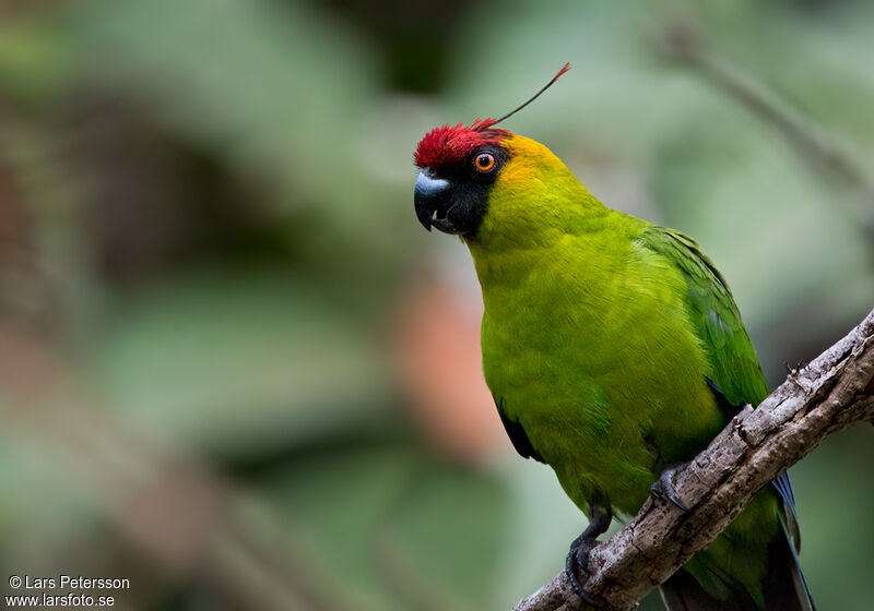 Horned Parakeet