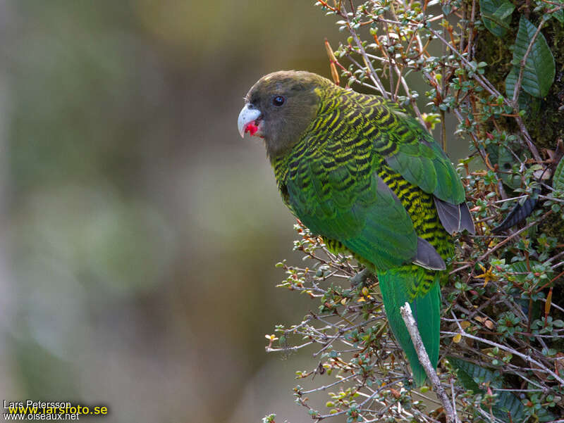 Brehm's Tiger Parrot female adult, eats