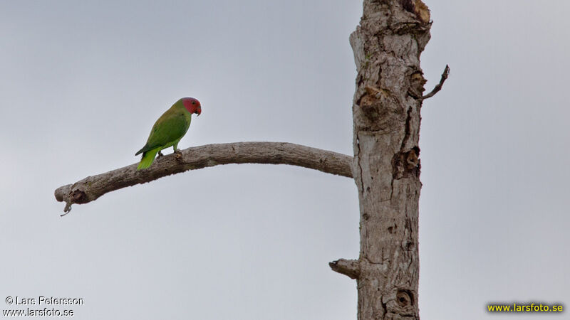 Red-cheeked Parrot