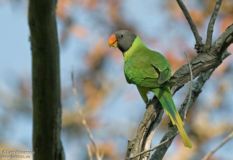 Slaty-headed Parakeet