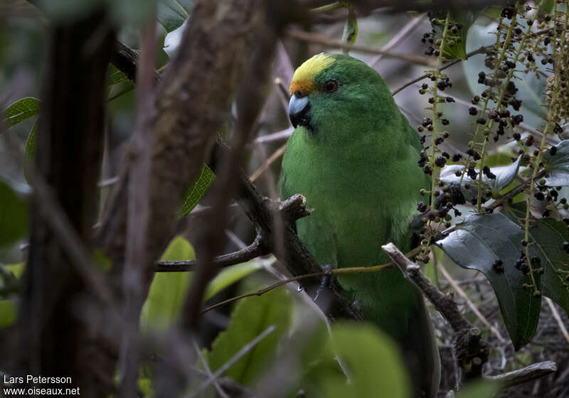 Malherbe's Parakeet