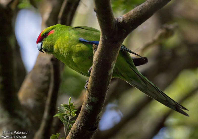 Red-crowned Parakeet