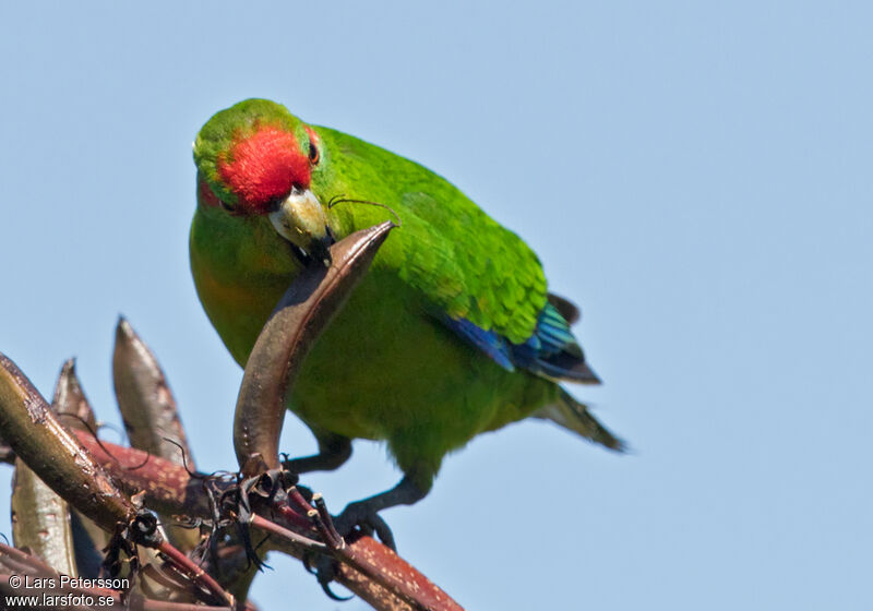 Red-crowned Parakeet