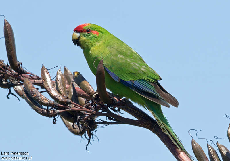 Red-crowned Parakeetadult, identification