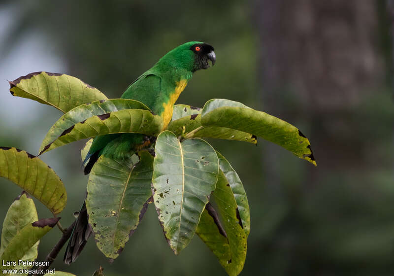 Masked Shining Parrotadult, identification