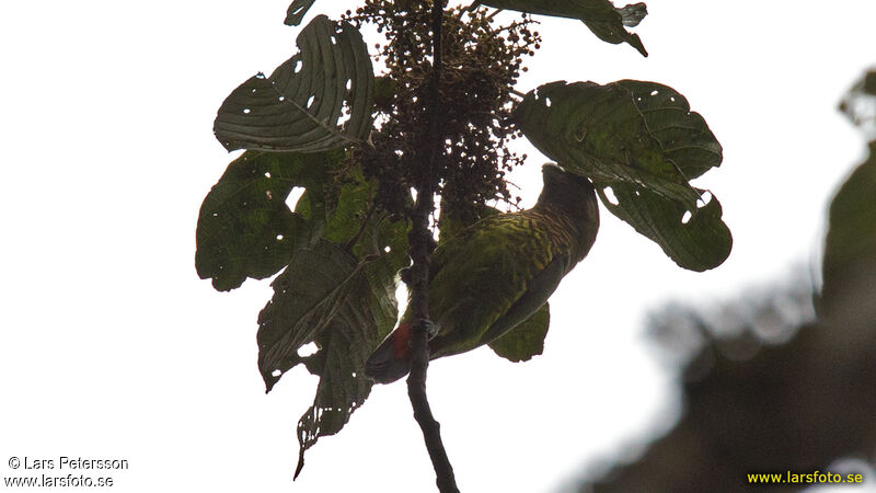 Modest Tiger Parrot