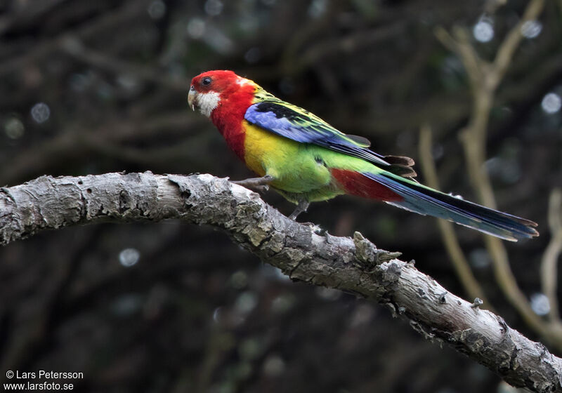 Eastern Rosella